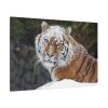 91638-495.jpg Free Siberian Tiger Standard Canvas