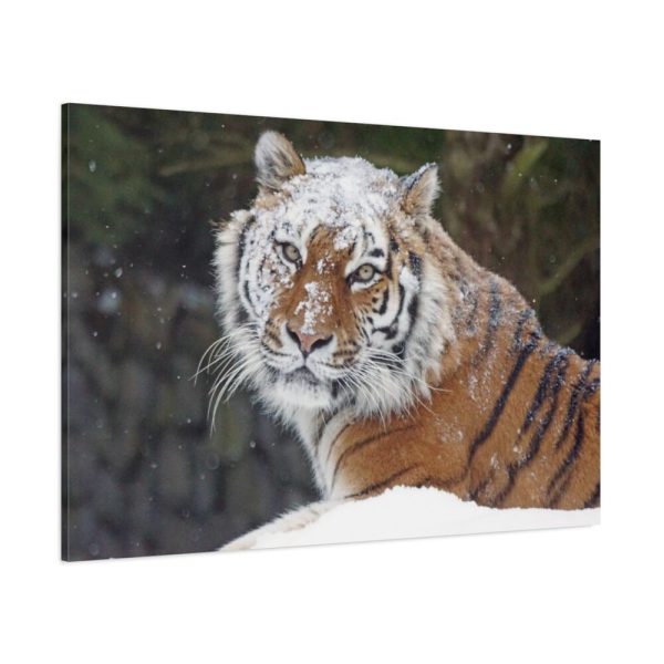 91638-495.jpg Free Siberian Tiger Standard Canvas