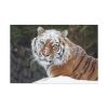91638-496.jpg Free Siberian Tiger Standard Canvas