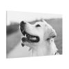 91638-500.jpg Labrador Retriever Dog in Black and White Standard Canvas