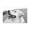 91638-501.jpg Labrador Retriever Dog in Black and White Standard Canvas