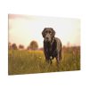 91638-505.jpg Black Labrador Retriever in Grass Field Standard Canvas
