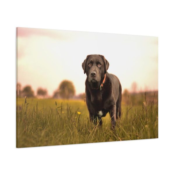 91638-505.jpg Black Labrador Retriever in Grass Field Standard Canvas