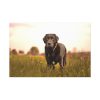 91638-506.jpg Black Labrador Retriever in Grass Field Standard Canvas