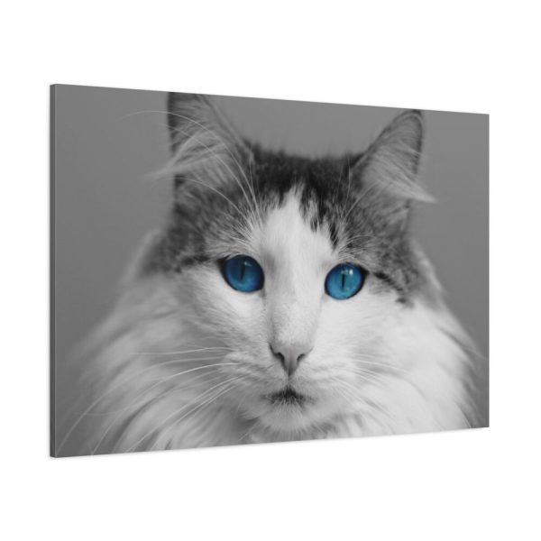 91638-525.jpg Cute Maine Coon Cat Standard Canvas