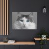 91638-528.jpg Cute Maine Coon Cat Standard Canvas
