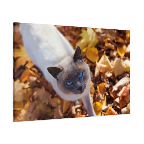 91638-545.jpg Autumn Cat Standard Canvas