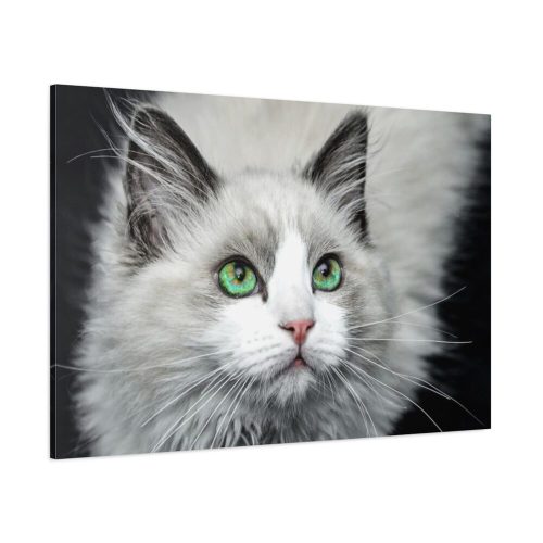 Cat with Green Blue Eyes Standard Canvas