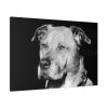 91638-560.jpg Dog Boxer Labrador Mixed Standard Canvas
