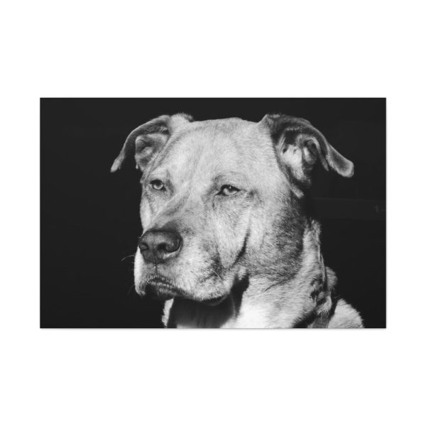 91638-561.jpg Dog Boxer Labrador Mixed Standard Canvas