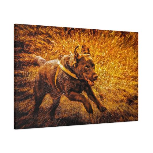 Black Labrador Runing in Field Standard Canvas