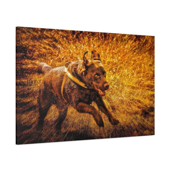 91638-565.jpg Black Labrador Runing in Field Standard Canvas