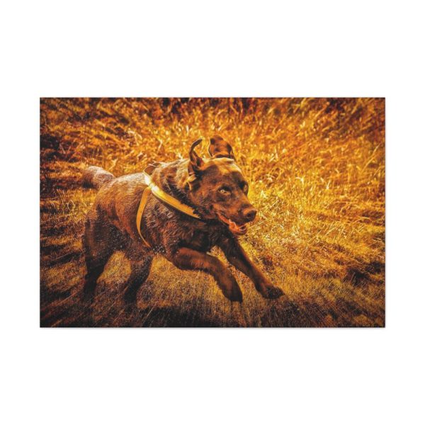 91638-566.jpg Black Labrador Runing in Field Standard Canvas