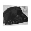 91638-570.jpg Sleepy Black Labrador Standard Canvas