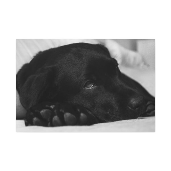 91638-571.jpg Sleepy Black Labrador Standard Canvas