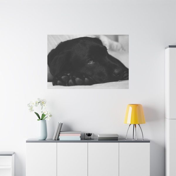 91638-572.jpg Sleepy Black Labrador Standard Canvas