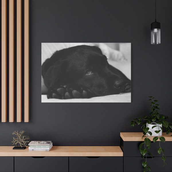 91638-573.jpg Sleepy Black Labrador Standard Canvas