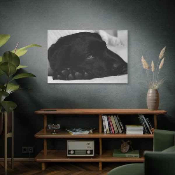 91638-574.jpg Sleepy Black Labrador Standard Canvas