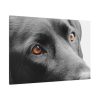 91638-575.jpg Beautiful Labradors Eyes Standard Canvas