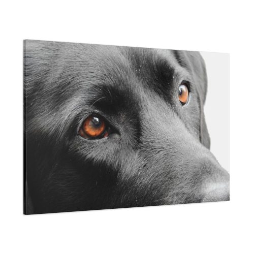 Beautiful Labradors Eyes Standard Canvas