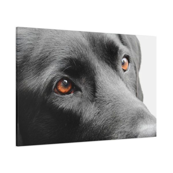 91638-575.jpg Beautiful Labradors Eyes Standard Canvas