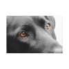 91638-576.jpg Beautiful Labradors Eyes Standard Canvas