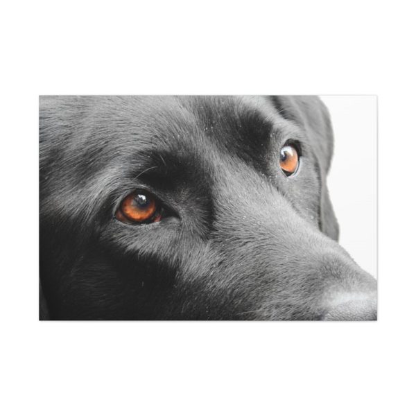 91638-576.jpg Beautiful Labradors Eyes Standard Canvas