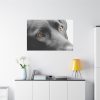 91638-577.jpg Beautiful Labradors Eyes Standard Canvas