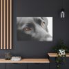 91638-578.jpg Beautiful Labradors Eyes Standard Canvas