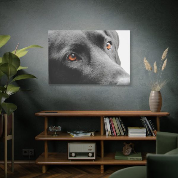 91638-579.jpg Beautiful Labradors Eyes Standard Canvas