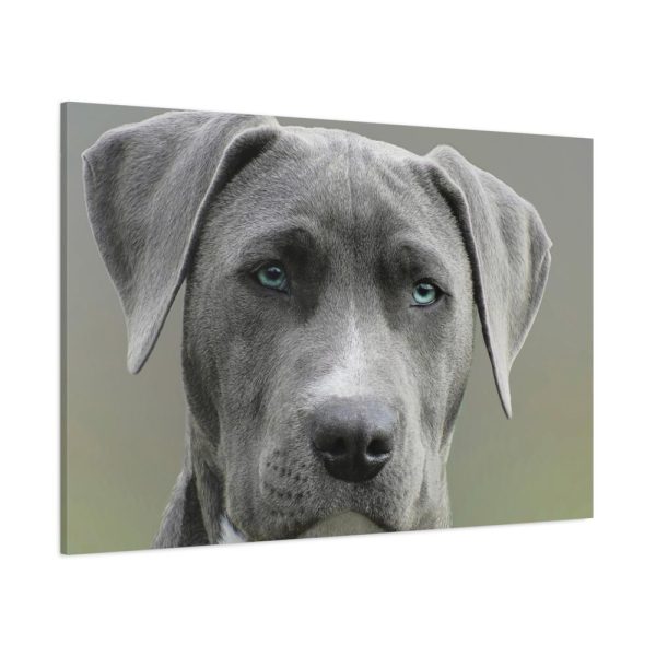 91638-580.jpg Grey Labrador with Blue Eyes Standard Canvas