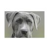 91638-581.jpg Grey Labrador with Blue Eyes Standard Canvas