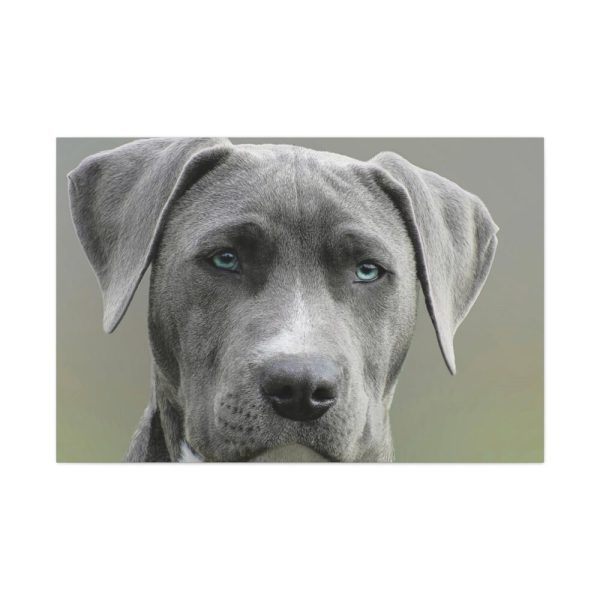91638-581.jpg Grey Labrador with Blue Eyes Standard Canvas