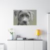 91638-582.jpg Grey Labrador with Blue Eyes Standard Canvas