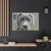 91638-583.jpg Grey Labrador with Blue Eyes Standard Canvas