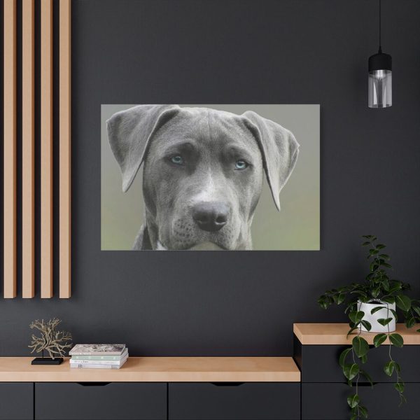 91638-583.jpg Grey Labrador with Blue Eyes Standard Canvas
