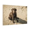 91638-585.jpg Labrador On the Sand Standard Canvas