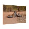 91638-605.jpg Tiger and Cubs on Dusty Road Standard Canvas