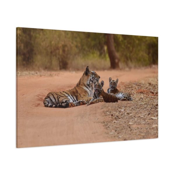 91638-605.jpg Tiger and Cubs on Dusty Road Standard Canvas