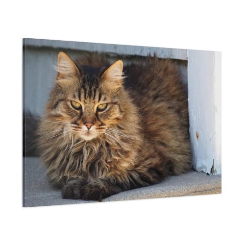 91638-610.jpg Brown Tabby Maine Coon Cat Standard Canvas