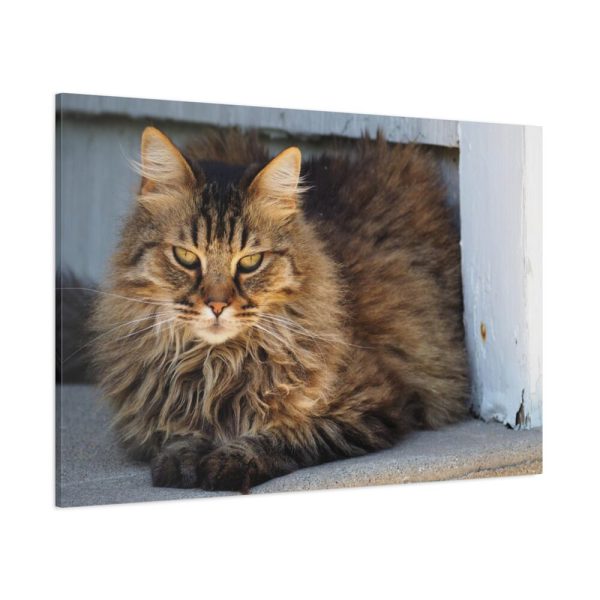 91638-610.jpg Brown Tabby Maine Coon Cat Standard Canvas
