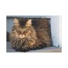 91638-611.jpg Brown Tabby Maine Coon Cat Standard Canvas