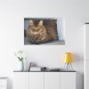 91638-612.jpg Brown Tabby Maine Coon Cat Standard Canvas