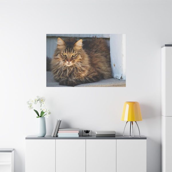 91638-612.jpg Brown Tabby Maine Coon Cat Standard Canvas