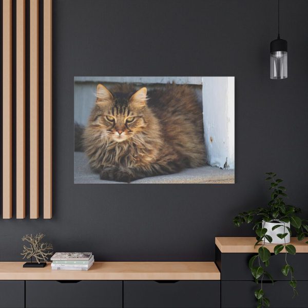 91638-613.jpg Brown Tabby Maine Coon Cat Standard Canvas