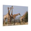 91638-620.jpg Free Giraffes in the Wild Standard Canvas