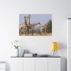 91638-622.jpg Free Giraffes in the Wild Standard Canvas