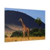 91638-625.jpg Giraffe in Savanna Standard Canvas