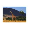 91638-626.jpg Giraffe in Savanna Standard Canvas