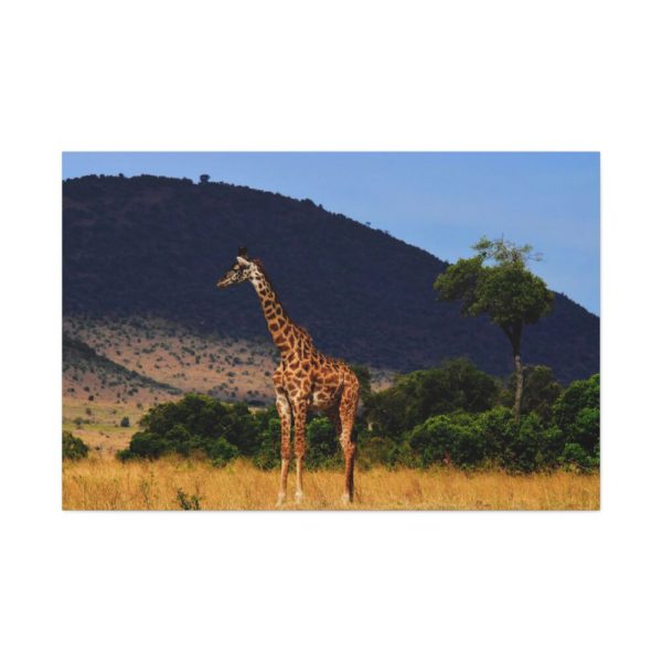 91638-626.jpg Giraffe in Savanna Standard Canvas